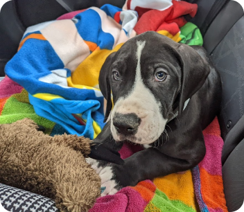 Great Dane Puppy