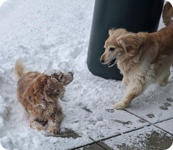 dogs playing together in the snow